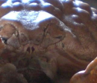 Calappa torulosa T.F.C. rostrum frontal view.bmp